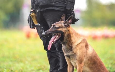 9 Amazing Police Dog Breeds (And What They Do) | Nylabone