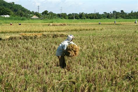 Seeing from Space: The Future of Philippine Agriculture - OVCRE