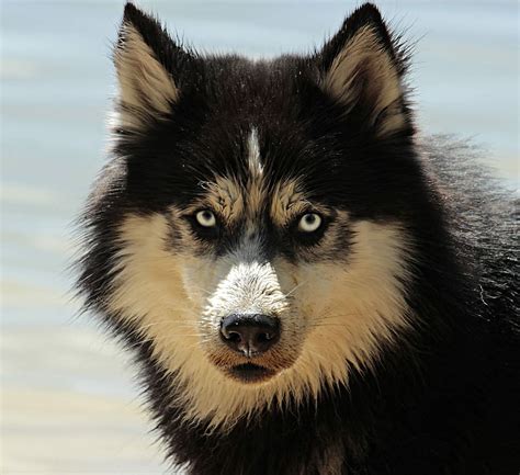 black, beige, wolf, husky, dog, dog breed, siberian husky, animal, sled ...