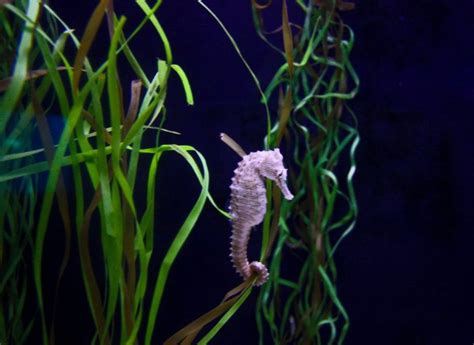 Facts About Seahorses and How to Care for Them - PetHelpful