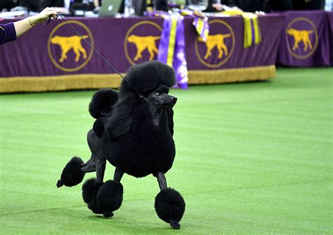 Why Poodles Are So Often Misunderstood