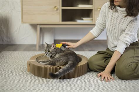 Breathe Easy: How to Get Rid of Cat Odor in Your House Without Harming ...