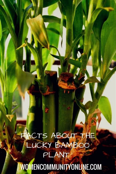 Facts About The Feng Shui Lucky Bamboo Plant - Women Community Online