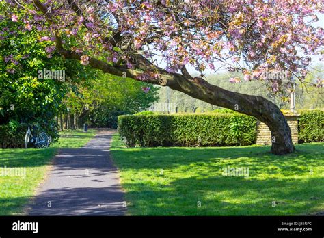 West End Park, Airdrie, North Lanarkshire, 03 May 2017, UK Weather. Beautiful blooming trees in ...