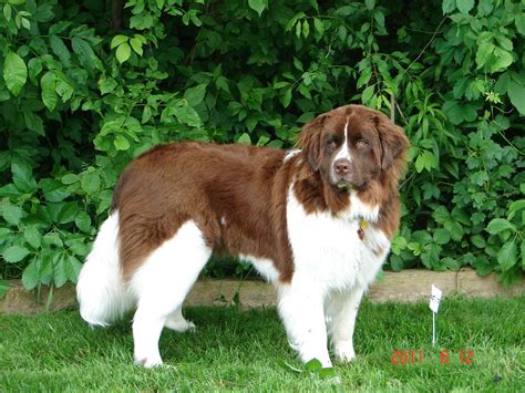 Brown and white Newfoundland | Newfoundland dog, Brown newfoundland dog, St bernard dogs