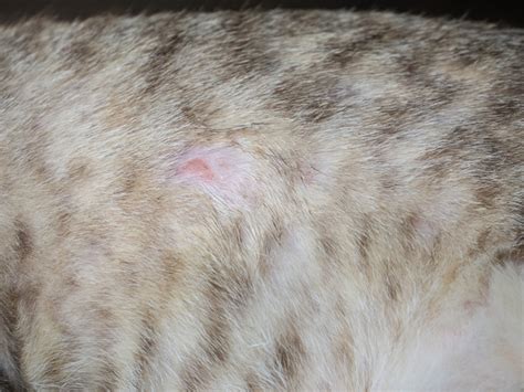 Miliary Dermatitis in Cats: Causes, Signs & Treatments (Vet Answer) - Cat Empire