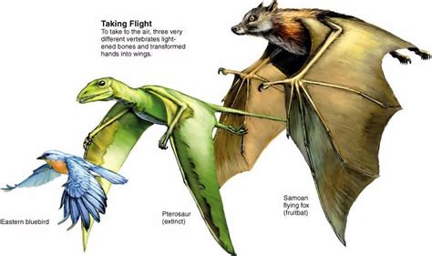 Flippers Of Penguin And Dolphin Are Homologous : Dolphin's flipper ...