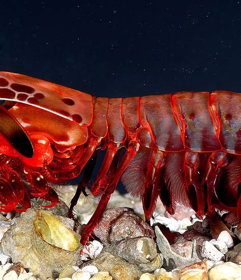 Why the Mantis Shrimp Is the World's Most Impressive Ocean Predator