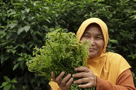 Pakis Sayur, Tumbuhan Hutan yang Enak Dibikin Sayuran - TrendRadars Indonesia