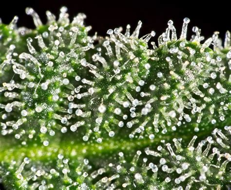 Cannabis Trichomes Overview | Green CulturED eLearning Solutions