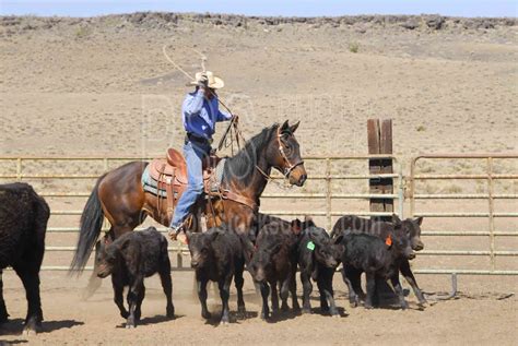 Photo of Cowboys Roping Cattle by Photo Stock Source - cowboys, Flagstaff, Arizona, USA, cowboy ...