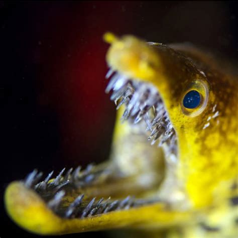 Moray Eel Teeth: Do Moray Eels Have Double Teeth? - A-Z Animals