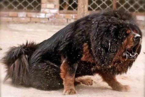 Tibetan Mastiff Bite Force Psi: How Strong Are They?