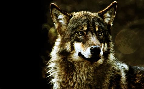 30 Wolf Backgrounds, Wallpapers, Images, Pictures | Design Trends ...