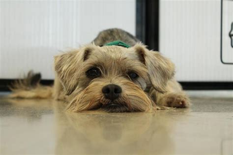 Miniature Schnauzer Food Calculator, Feeding Guide, and Chart