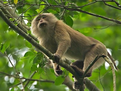 Pig tailed langur....an estimated 3,300 exist in the wild | Обезьяна