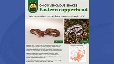 Ohio’s 3 venomous snakes are important | WKBN.com