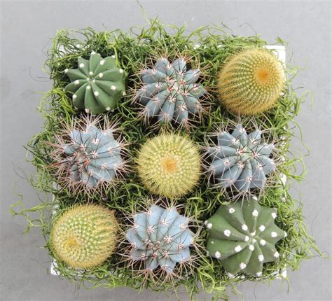 Succulent Gift Arrangement in Wooden Box