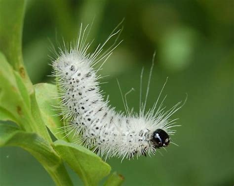 hairy white caterpillar black spots - Lophocampa caryae - BugGuide.Net