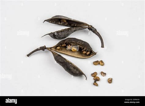 Seeds and seedpods of Baptisia Stock Photo - Alamy