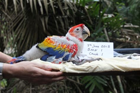 Belize Protecting the Scarlet Macaw - Hari