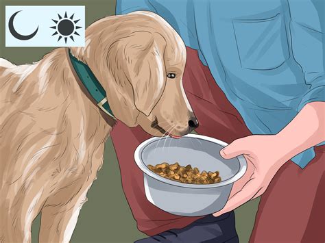 How to Be a Good Pet Owner: 12 Steps (with Pictures) - wikiHow