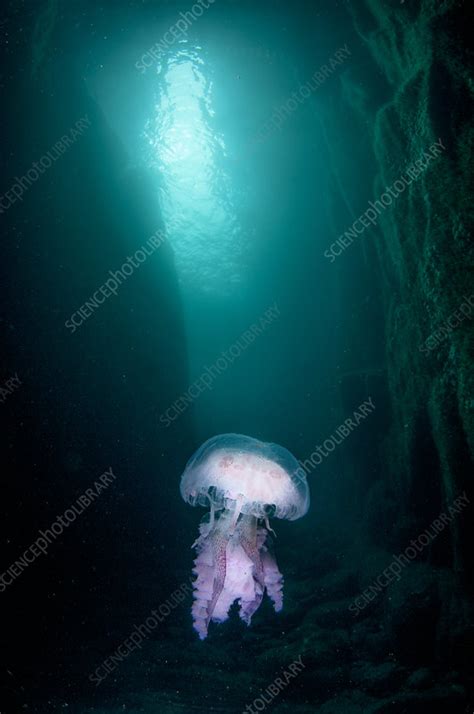 Mauve stinger at the entrance of a cave - Stock Image - C041/6836 - Science Photo Library