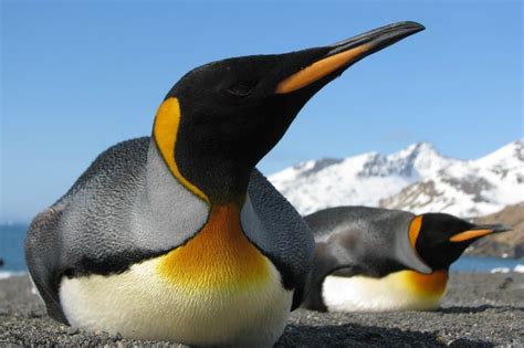 King Penguin