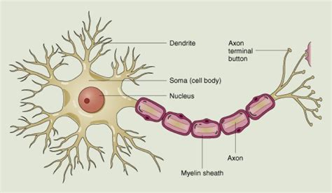 Parts of a Neuron Diagram | Quizlet