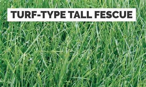 Types Of Lawn Grass: Identification Guide To Sod Types, 52% OFF