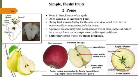 Fruit morphology and botanical classification | Plant science ...