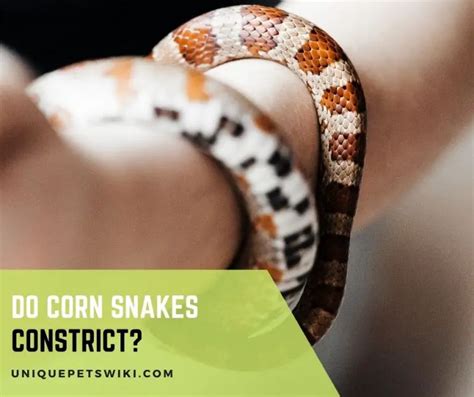 Do Corn Snakes Constrict?