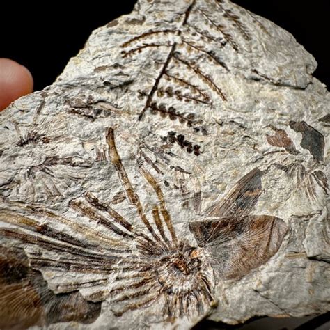 300 Milion Year Old Fossil Fern- STUNNING- - On matrix - - Catawiki