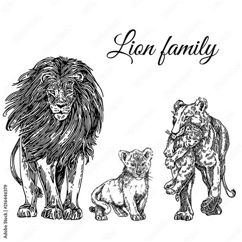 Animals set. Lion family: lion, lioness and two cub. Sketch. Engraving ...