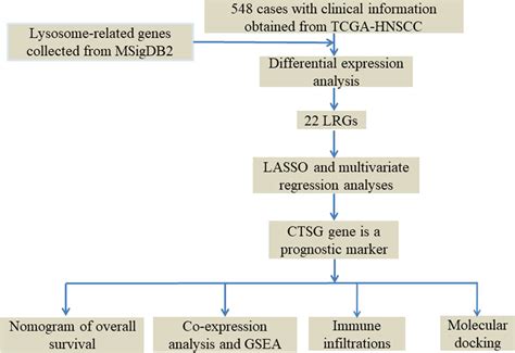 Identification of lysosome-related genes in connection with prognosis and immune cell ...