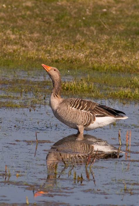 geese, nature, bird, anser, greylag, goose, waterfowl, fauna, grey ...