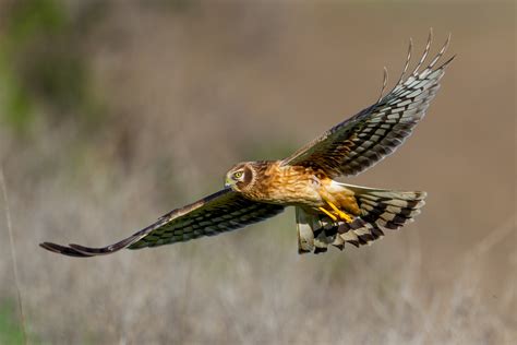 October 2021 Bird of the Month — Audubon Society of Northern Virginia