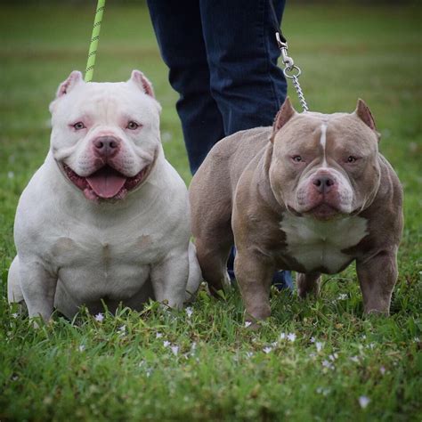 TOP POCKET AMERICAN BULLY BREEDER| POCKET BULLY STUDS | BEST EXTREME BUILD POCKET BULLY PUPPIES ...