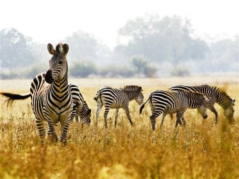 Zambia wildlife safari holiday | Responsible Travel