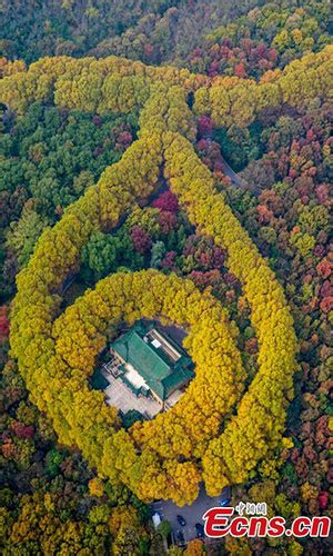 Autumn scenery of Zhongshan Mountain National Park in Nanjing - Global Times