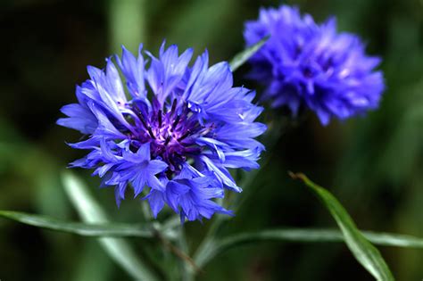 How to Grow Bachelor’s Button (Cornflower) | Gardener’s Path