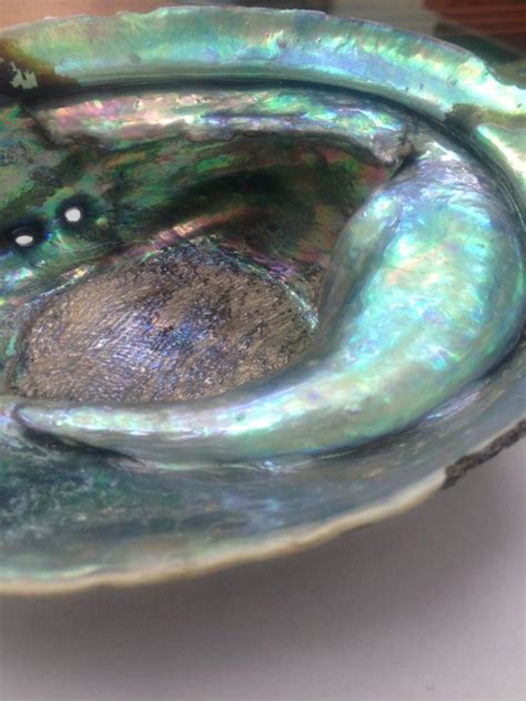 Enormous Natural Abalone Pearls from New Zealand