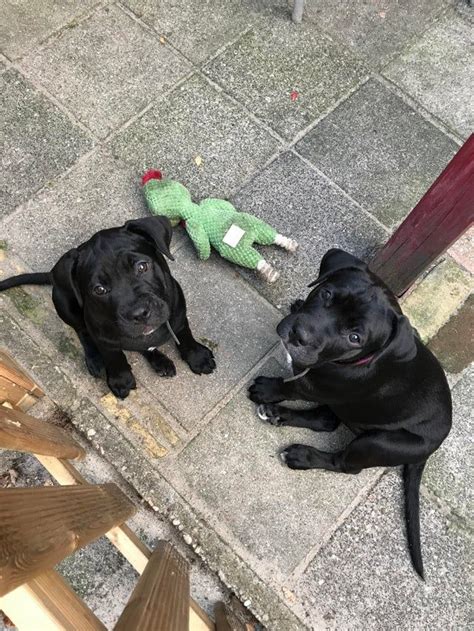 r/rarepuppers - Meet our new puppers mix between labrador and french bulldog | Labrador mix ...