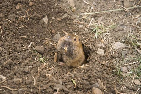 How to Get Rid of Gophers From Your Yard