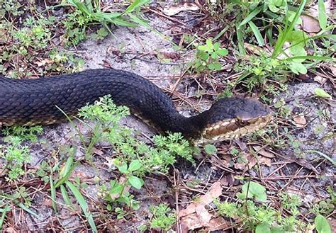 Florida Green Watersnake-Florida Snake ID Guide | Chad Wilken's