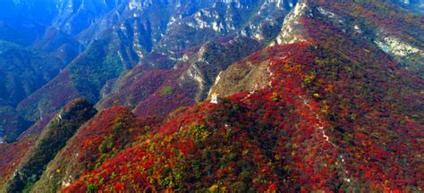 红叶这么美，不光是大自然的馈赠，坡峰岭景区红叶背后有故事__财经头条