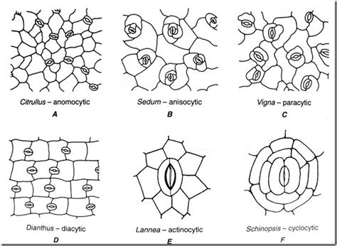 Types of Stomata in Plants | Plant Science 4 U