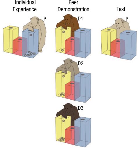 Children Conform to the Behavior of Peers; Other Great Apes Stick With ...