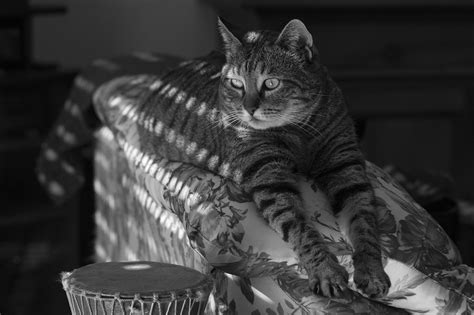 Wallpaper : shadow, bw, cat, living, room, couch 2000x1330 - - 1071818 - HD Wallpapers - WallHere