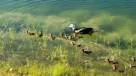 Duck and Ducklings Swimming : r/Outdoors